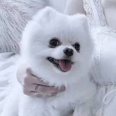 伊洛纳下载手机版
