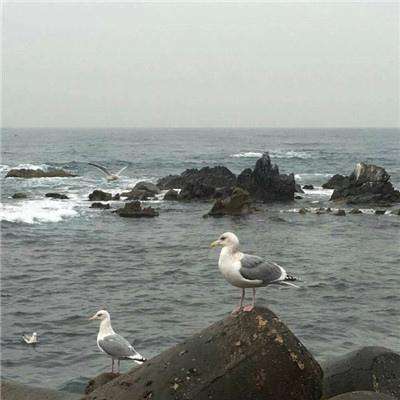 江湖谋生记hd手机版下载